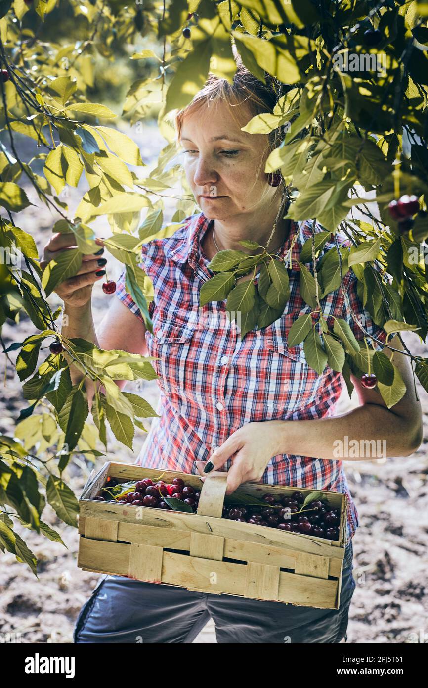 Femme cueillant des cerises dans le verger. Jardinier travaillant dans le jardin. Fermier tenant le panier avec des fruits mûrs Banque D'Images