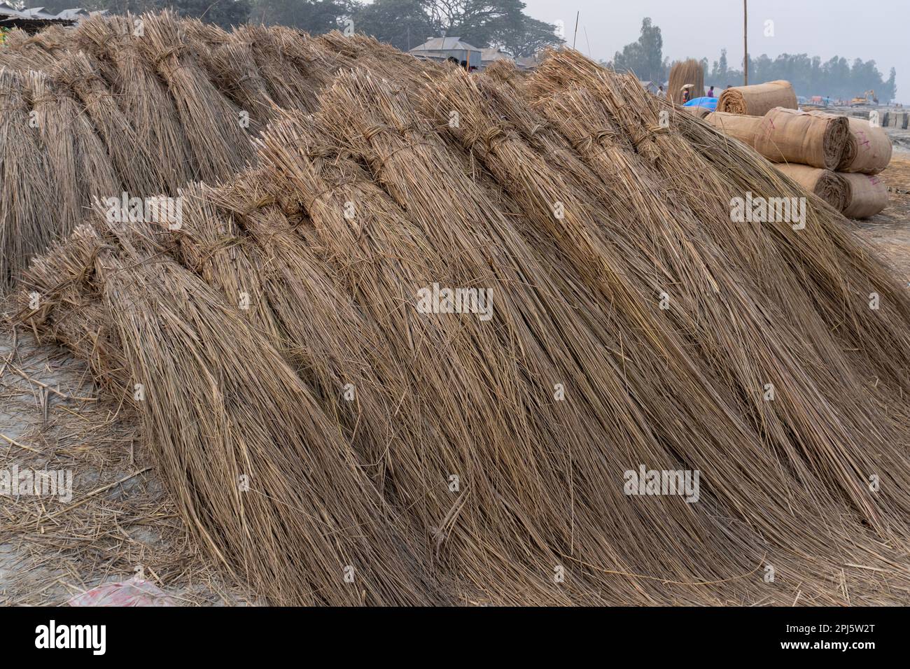 KanS herbe ou un autre nom appelé Dok Lao. Saccharum spontaneum, Gaibandha, Bangladesh. Banque D'Images