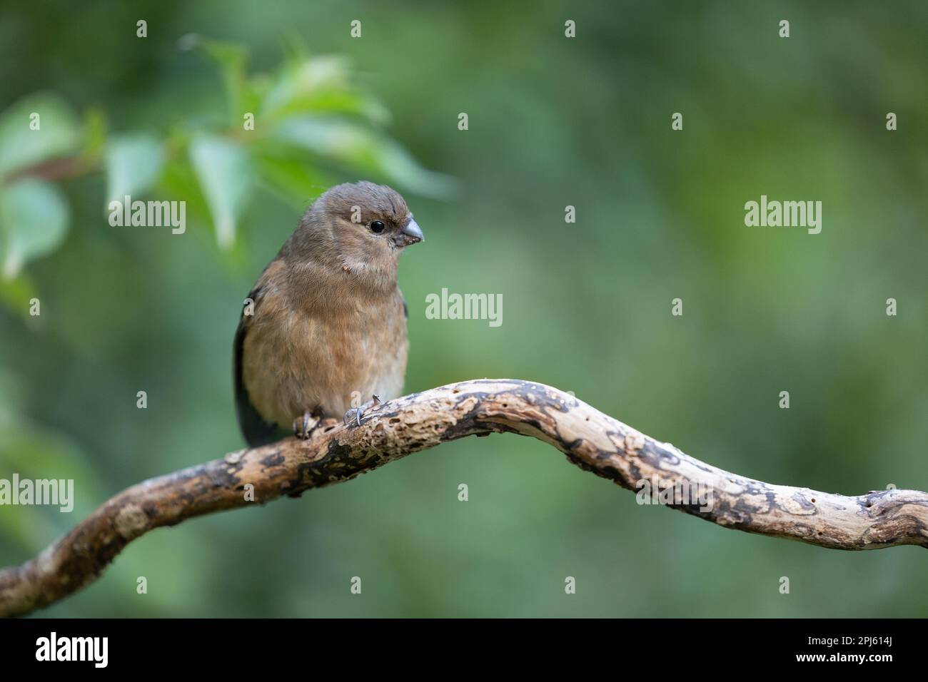 Juvéniles de Bullfinch eurasien (Pyrrhula pyrrhula) dans une branche - Yorkshire, Royaume-Uni (août 2022) Banque D'Images
