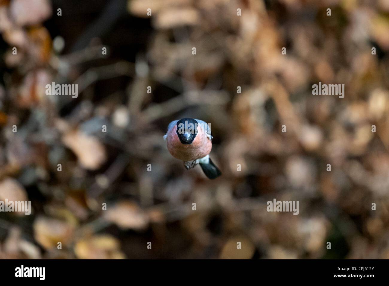 Bullfinch eurasien mâle (Pyrrhula pyrrhula) volant directement vers la caméra. Yorkshire, Royaume-Uni (novembre 2022) Banque D'Images