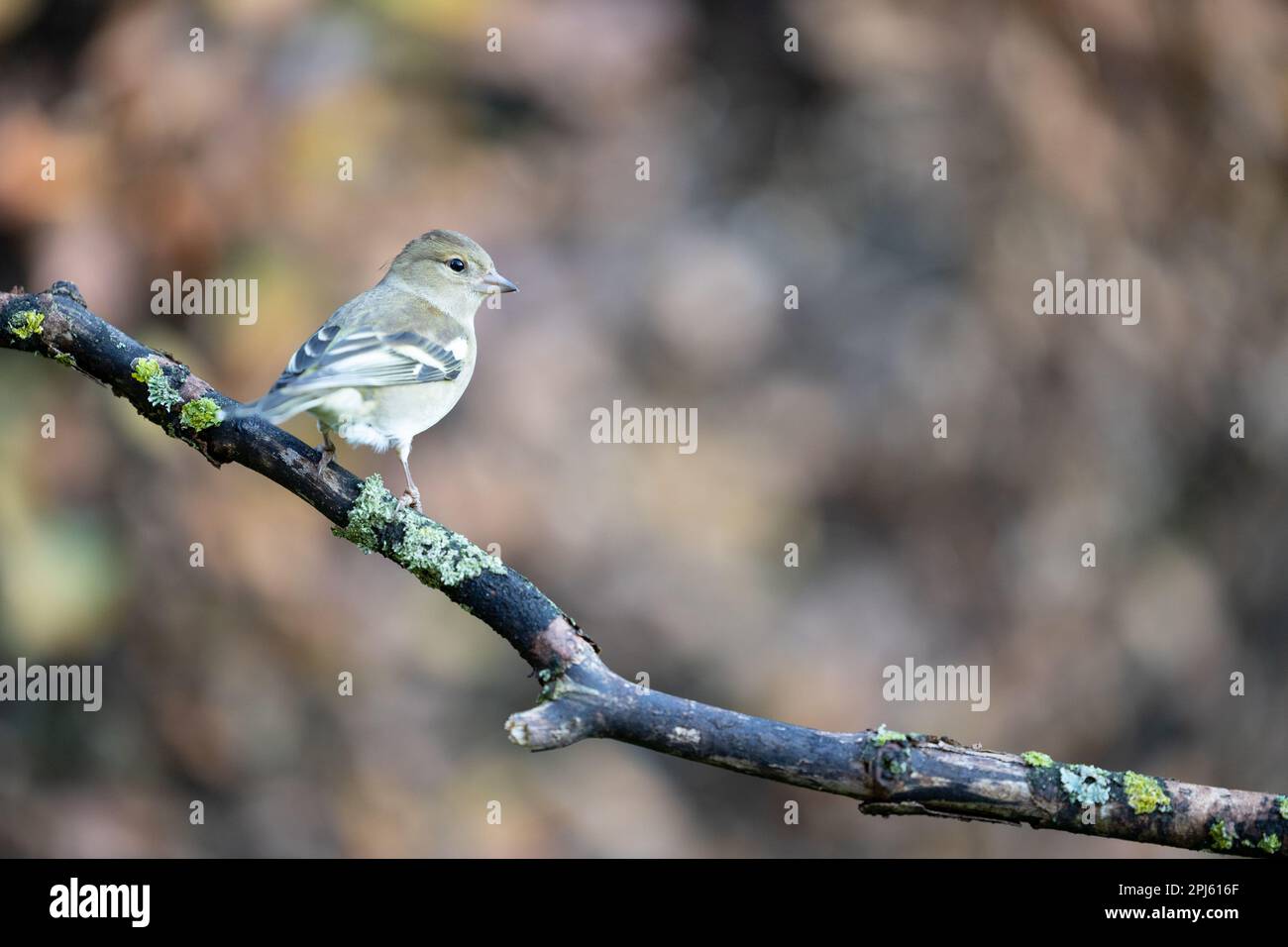 Chaffinch féminin (Fringilla coelebs) perchée sur une branche - Yorkshire, Royaume-Uni (novembre 2022) Banque D'Images