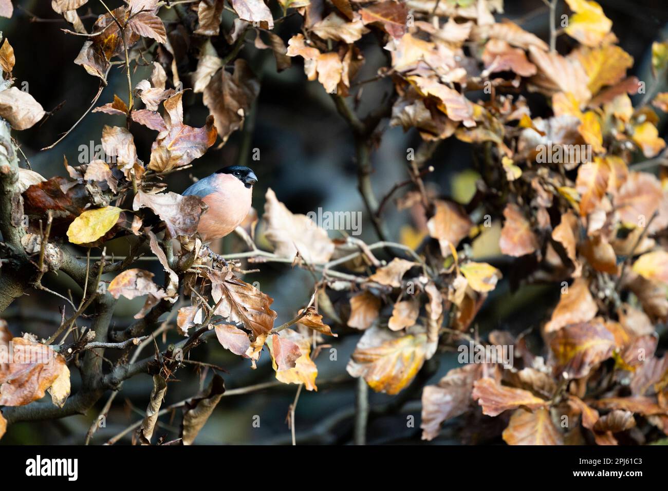 Bullfinch eurasien mâle (Pyrrhula pyrrhula) camouflé en hêtres de cuivre - Yorkshire, Royaume-Uni (novembre 2022) Banque D'Images