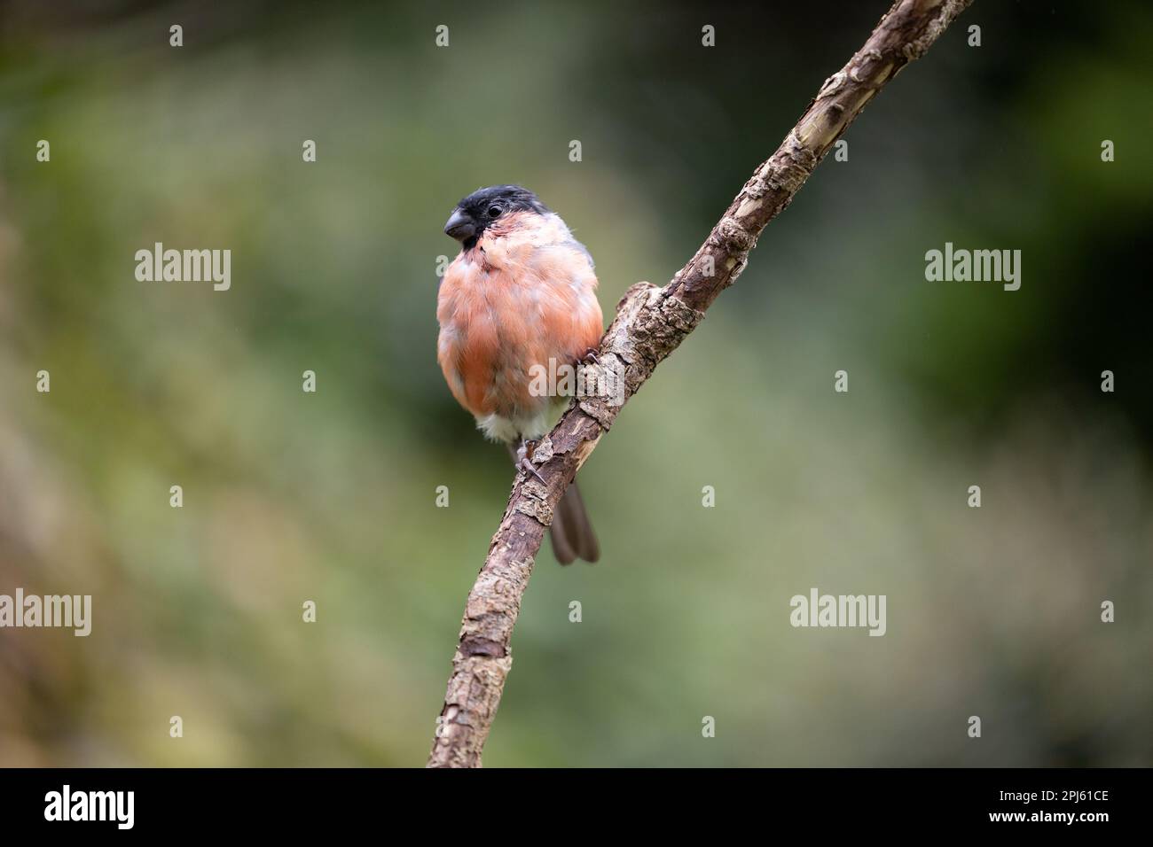 Mue adulte mâle eurasien Bullfinch (Pyrrhula pyrrhula) perchée sur une branche - Yorkshire, Royaume-Uni (septembre 2022) Banque D'Images