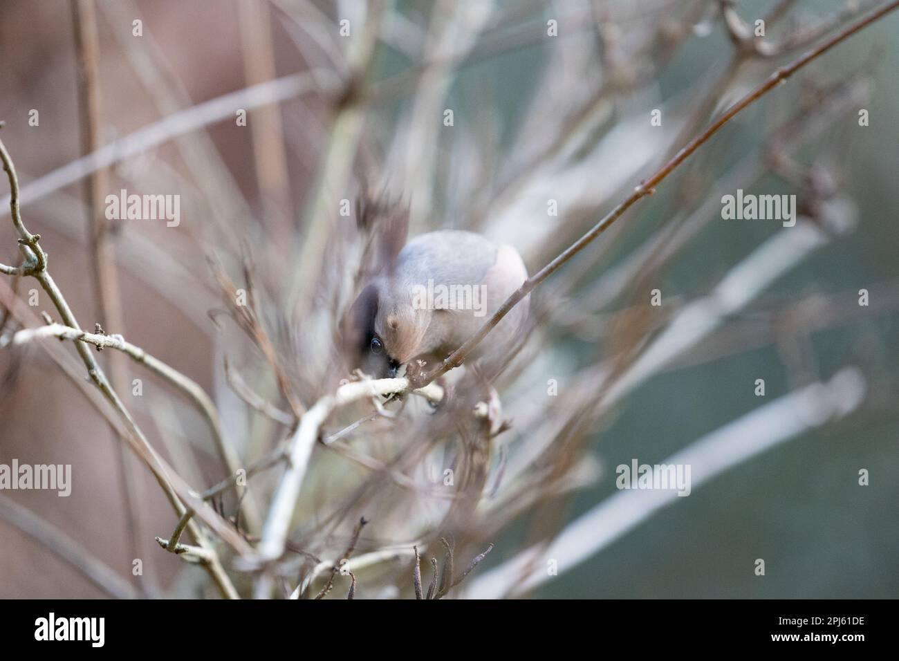 Une femelle adulte de Bullfinch eurasien (Pyrrhula pyrrhula) essuie son bec sur une branche après l'alimentation - Yorkshire, Royaume-Uni (janvier 2023) Banque D'Images