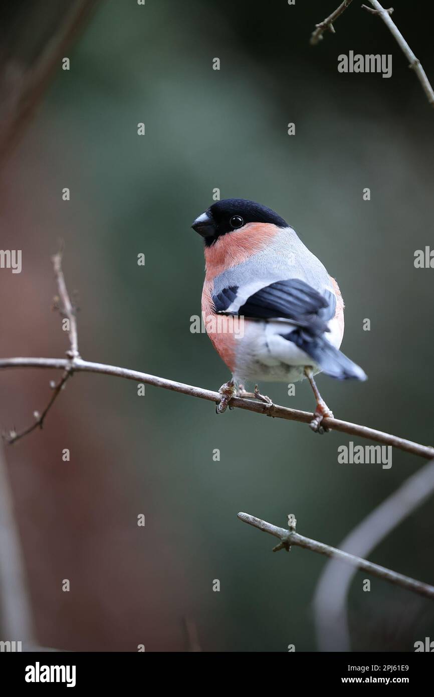 Vue arrière d'un adulte mâle eurasien Bullfinch (Pyrrhula pyrrhula) perché sur une branche mince - Yorkshire, Royaume-Uni (janvier 2023) Banque D'Images
