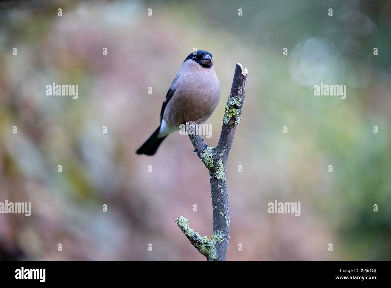 Femelle de Bullfinch eurasien (Pyrrhula pyrrhula) perchée sur une branche - Yorkshire, Royaume-Uni (novembre 2022) Banque D'Images
