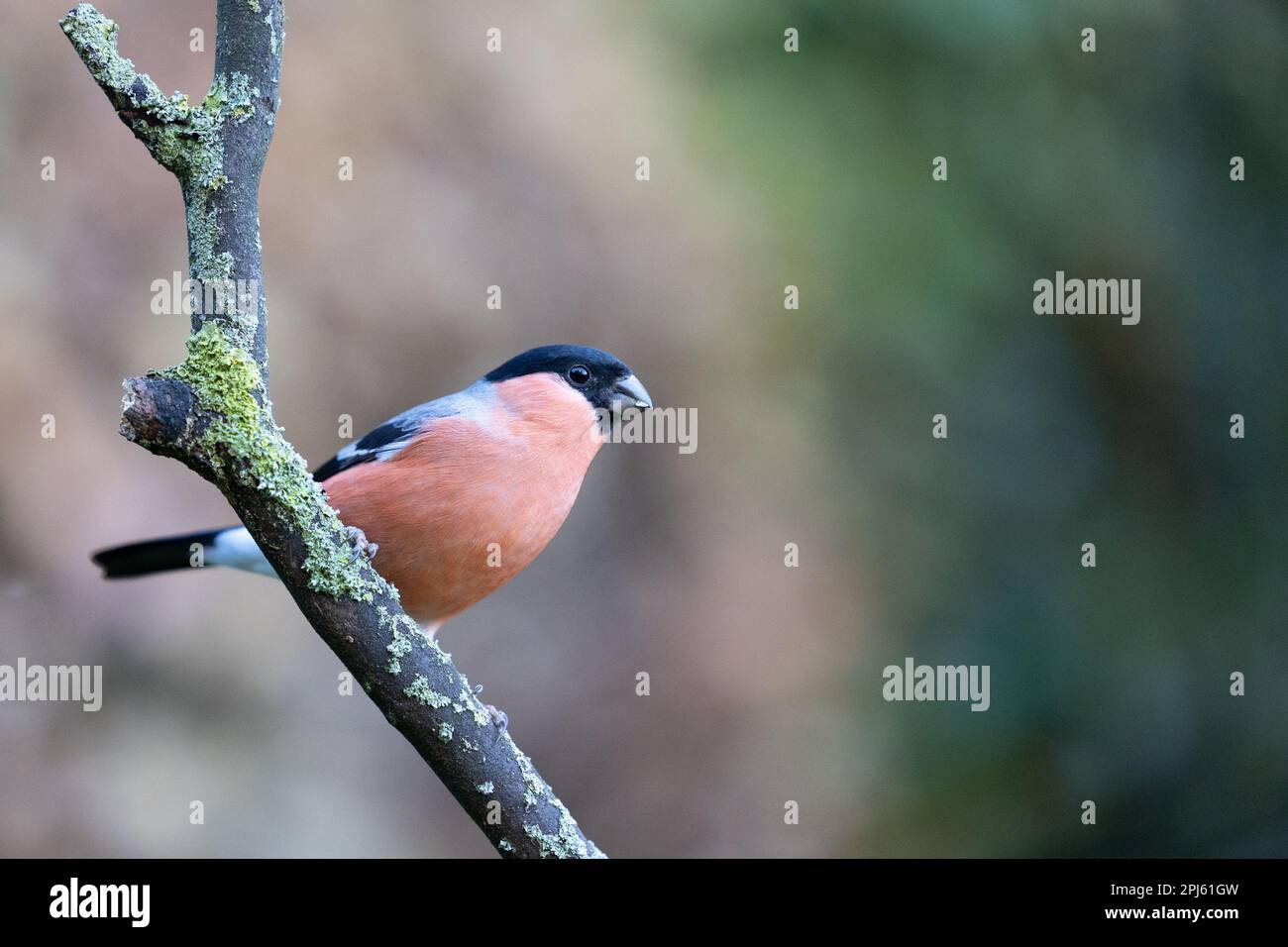Bullfinch eurasien (Pyrrhula pyrrhula) mâle adulte perchée sur une branche - Yorkshire, Royaume-Uni (novembre 2022) Banque D'Images