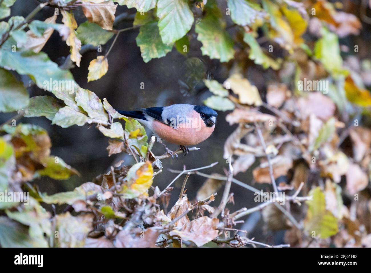 Bullfinch eurasien (Pyrrhula pyrrhula) mâle adulte dans une haie - Yorkshire, Royaume-Uni (novembre 2022) Banque D'Images