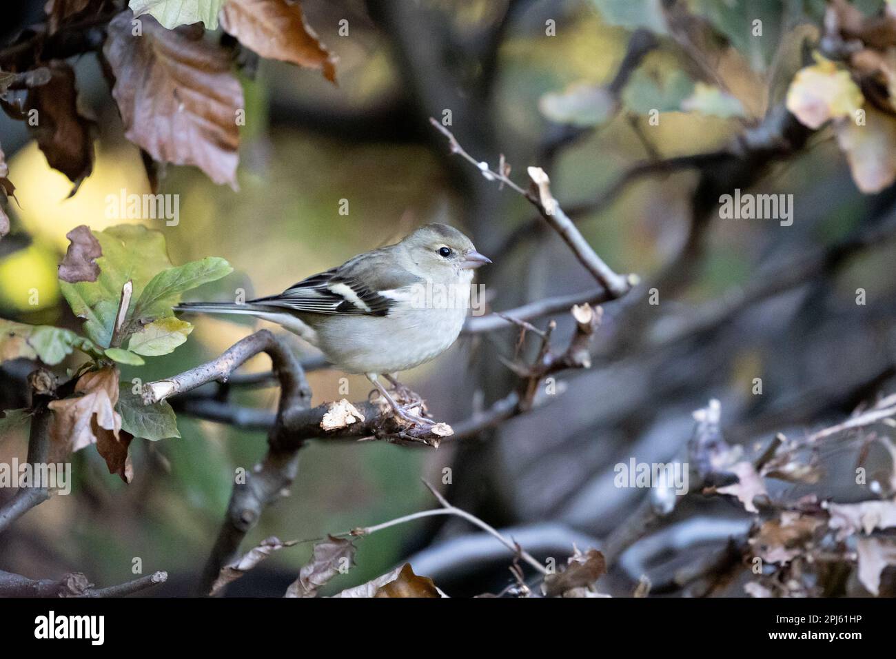 Chaffinch femelle (Fringilla coelebs) perchée dans une haie de hêtre de cuivre - Yorkshire, Royaume-Uni (novembre 2022) Banque D'Images