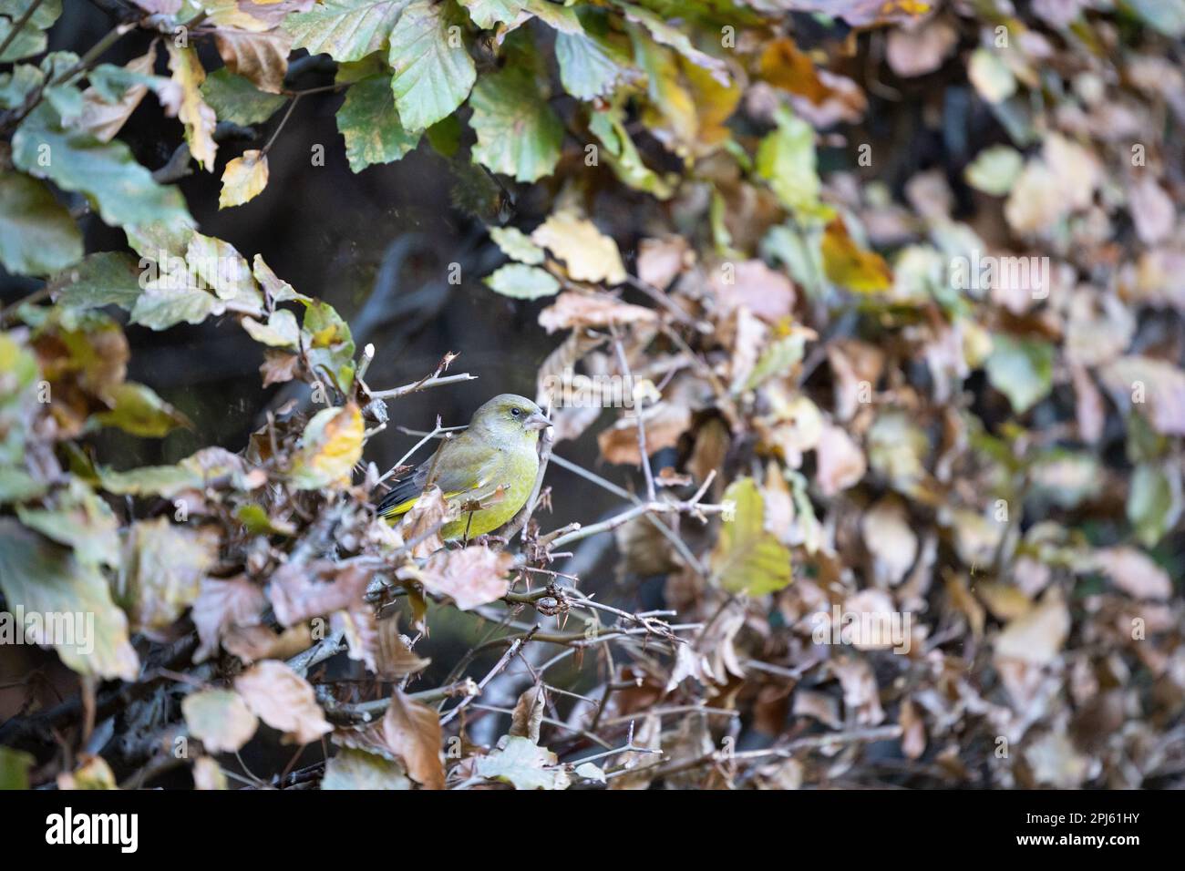 Homme adulte Greenfinch (chloris chloris) perché dans une haie de hêtre - Yorkshire, Royaume-Uni (novembre 2022) Banque D'Images