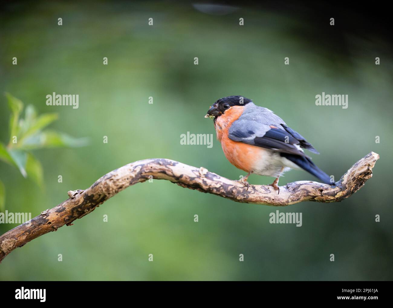 Mue adulte mâle eurasien Bullfinch (Pyrrhula pyrrhula) perchée sur une branche - Yorkshire, Royaume-Uni (septembre 2022) Banque D'Images