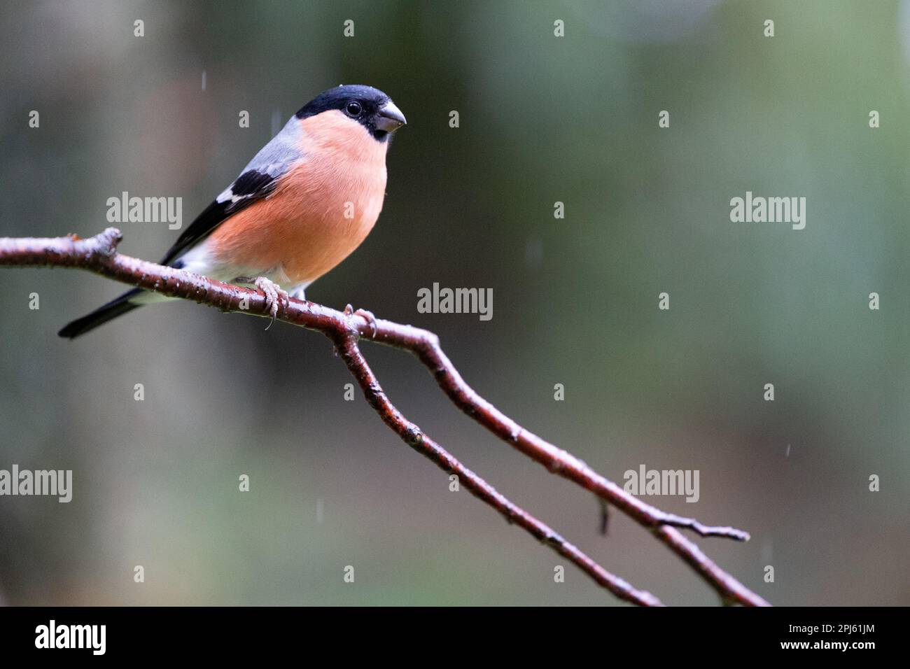 Bullfinch eurasien mâle adulte (Pyrrhula pyrrhula) dans la pluie d'automne légère - Yorkshire, Royaume-Uni (novembre (2022) Banque D'Images