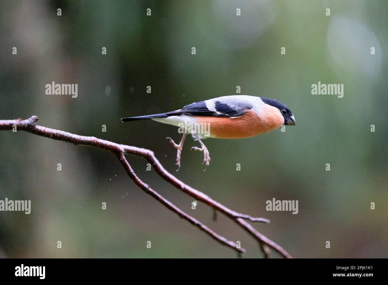 Bullfinch eurasien (Pyrrhula pyrrhula) adulte mâle prenant le vol sous la pluie d'automne légère - Yorkshire, Royaume-Uni (novembre (2022) Banque D'Images
