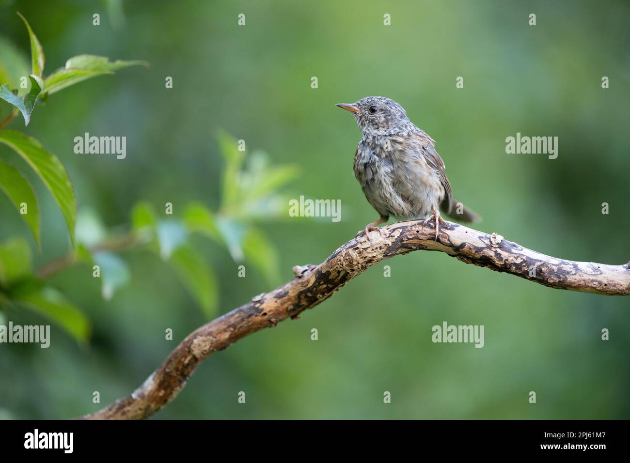 Jeune Dunnock (Prunella modularis) perché sur une branche en été avec un fond vert - Yorkshire, Royaume-Uni en août Banque D'Images