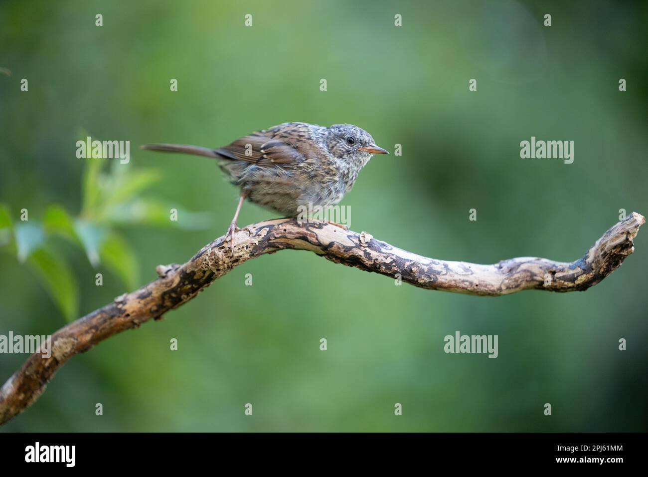 Jeune Dunnock (Prunella modularis) perché sur une branche en été avec un fond vert - Yorkshire, Royaume-Uni en août Banque D'Images
