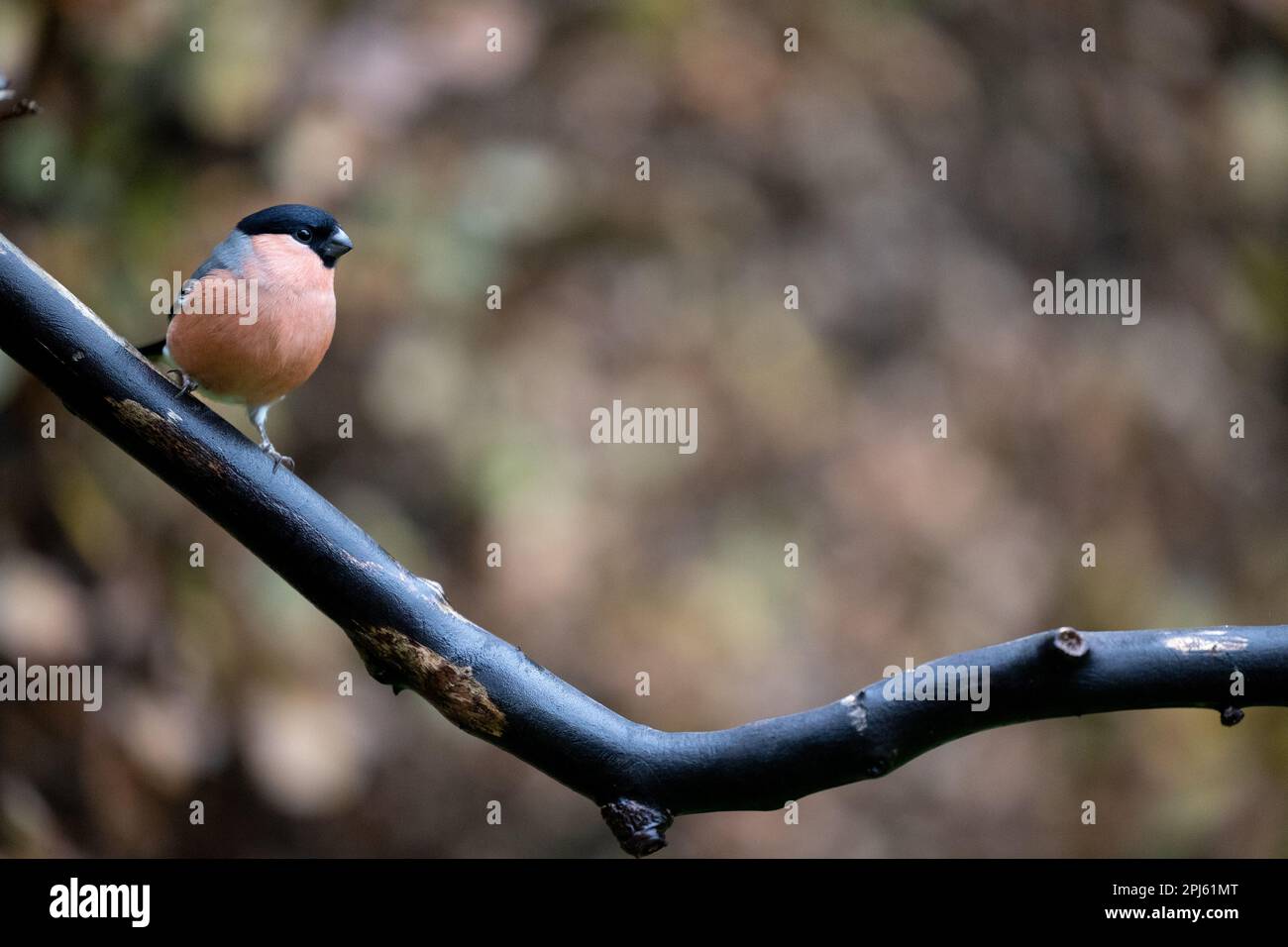 Bullfinch eurasien (Pyrrhula pyrrhula) mâle adulte perchée sur une branche - Yorkshire, Royaume-Uni (novembre 2022) Banque D'Images