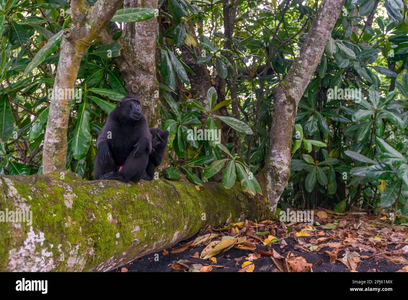 Macaques noires à crête (Macaca nigra) dans la réserve naturelle de Tangkoko, Sulawesi du Nord, Indonésie. Banque D'Images