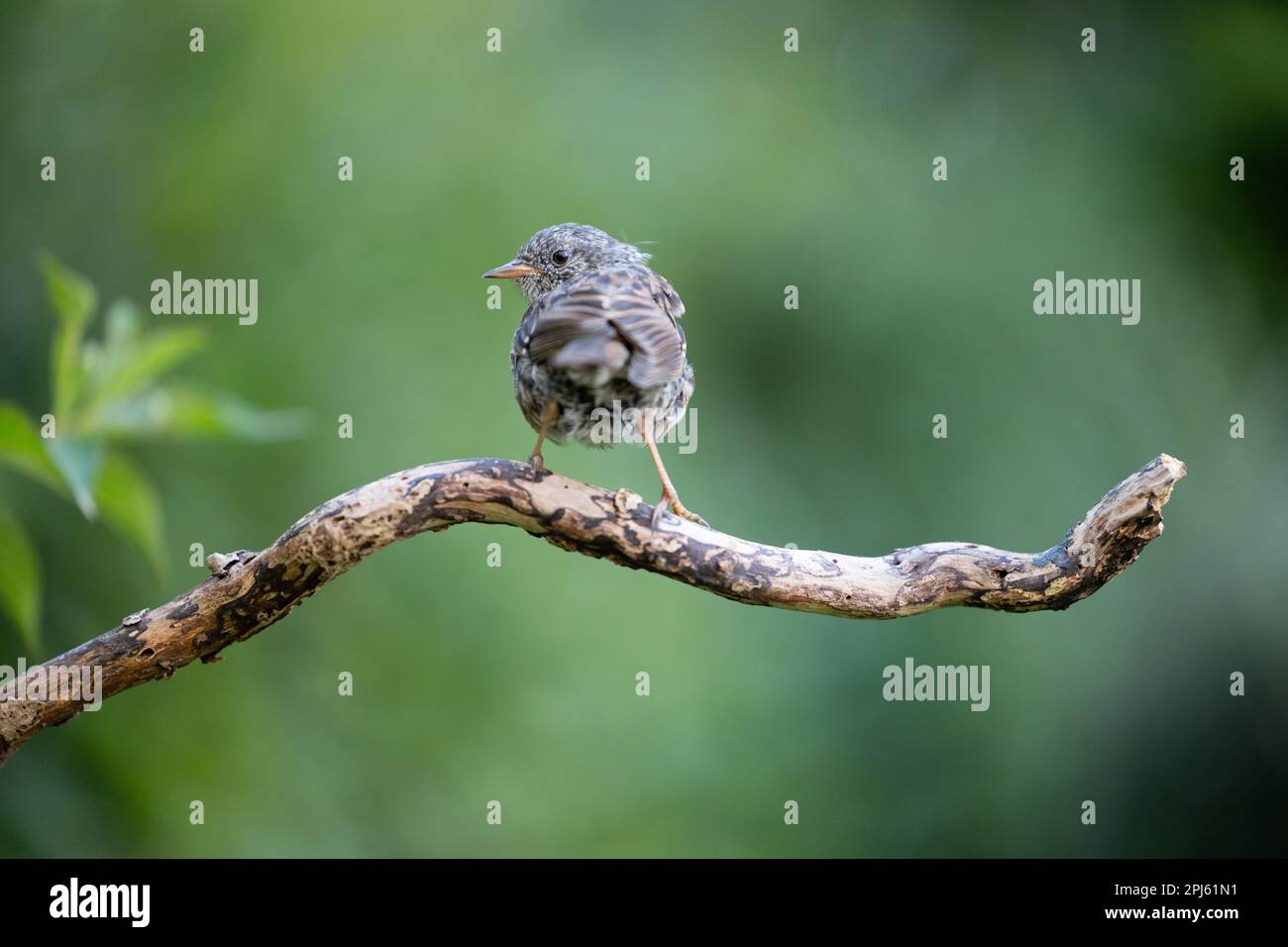 Jeune Dunnock (Prunella modularis) perché sur une branche en été avec un fond vert - Yorkshire, Royaume-Uni en août Banque D'Images
