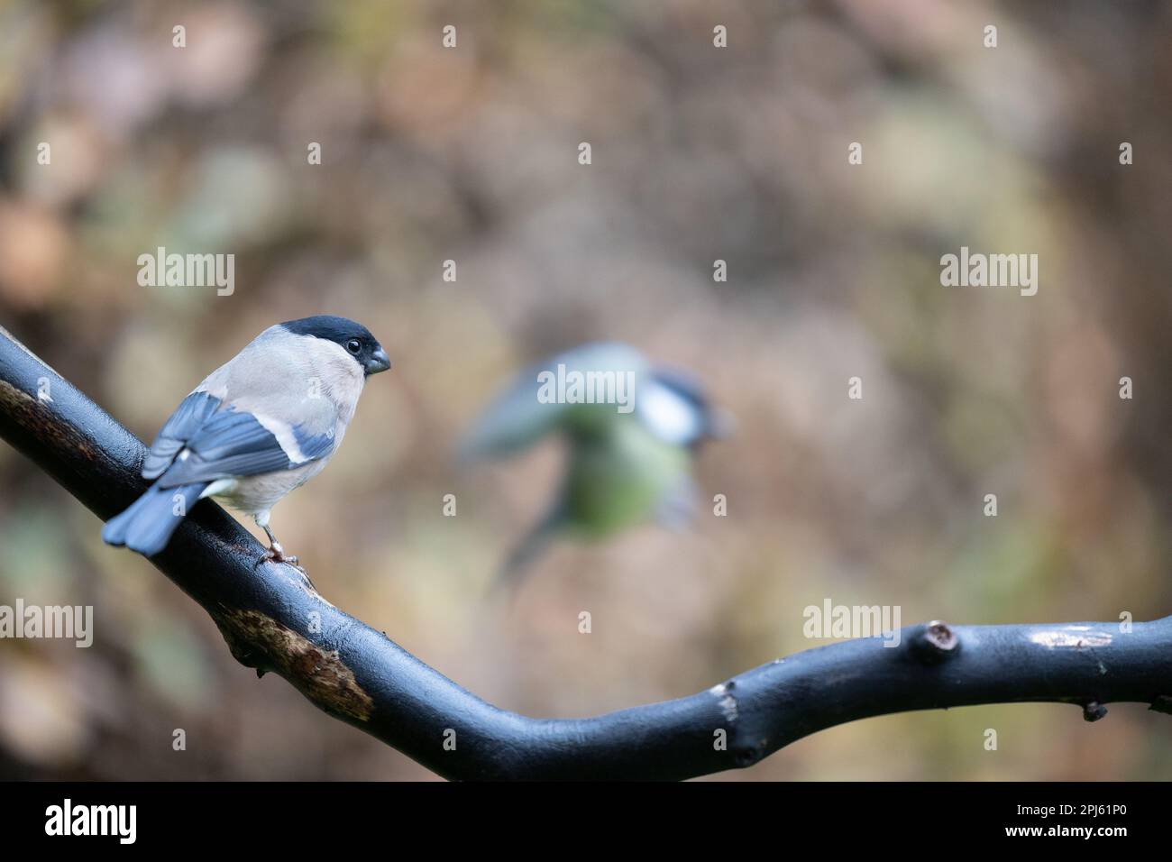 Femelle adulte de Bullfinch eurasien (Pyrrhula pyrrhula) perchée sur une branche - Yorkshire, Royaume-Uni (novembre 2022) Banque D'Images