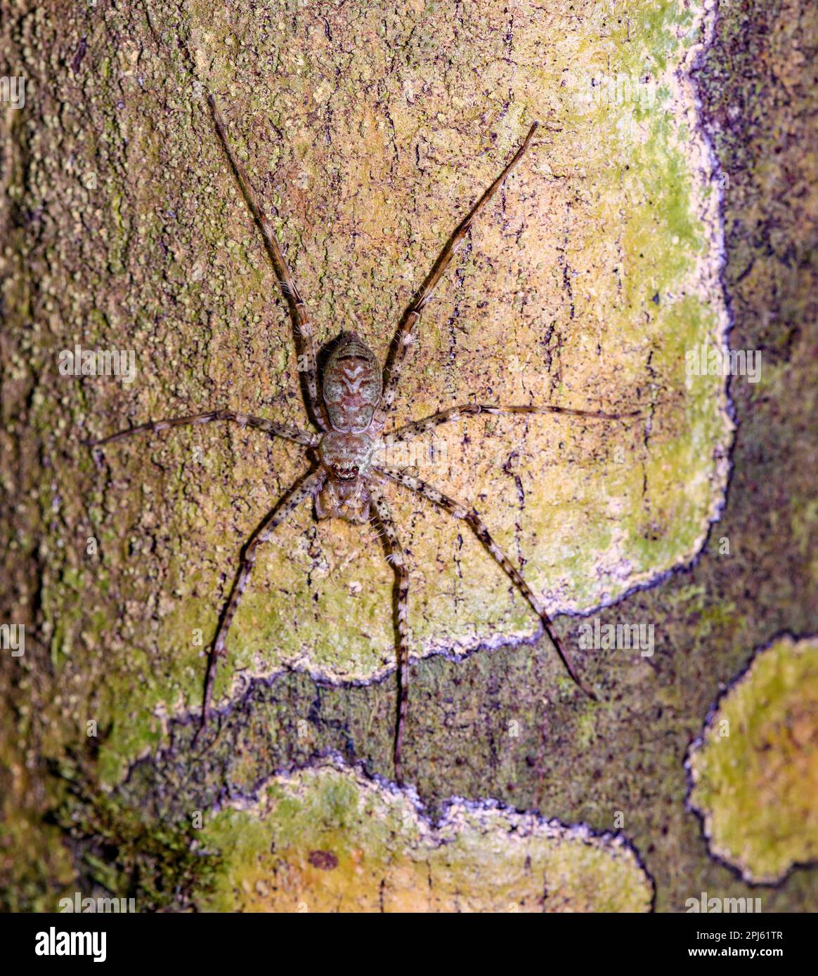 Lichen huntsman (Pandercetes sp.) la garde de son nid. Photo du parc national de Tanjung Puting, Kalimantan, Bornéo. Banque D'Images