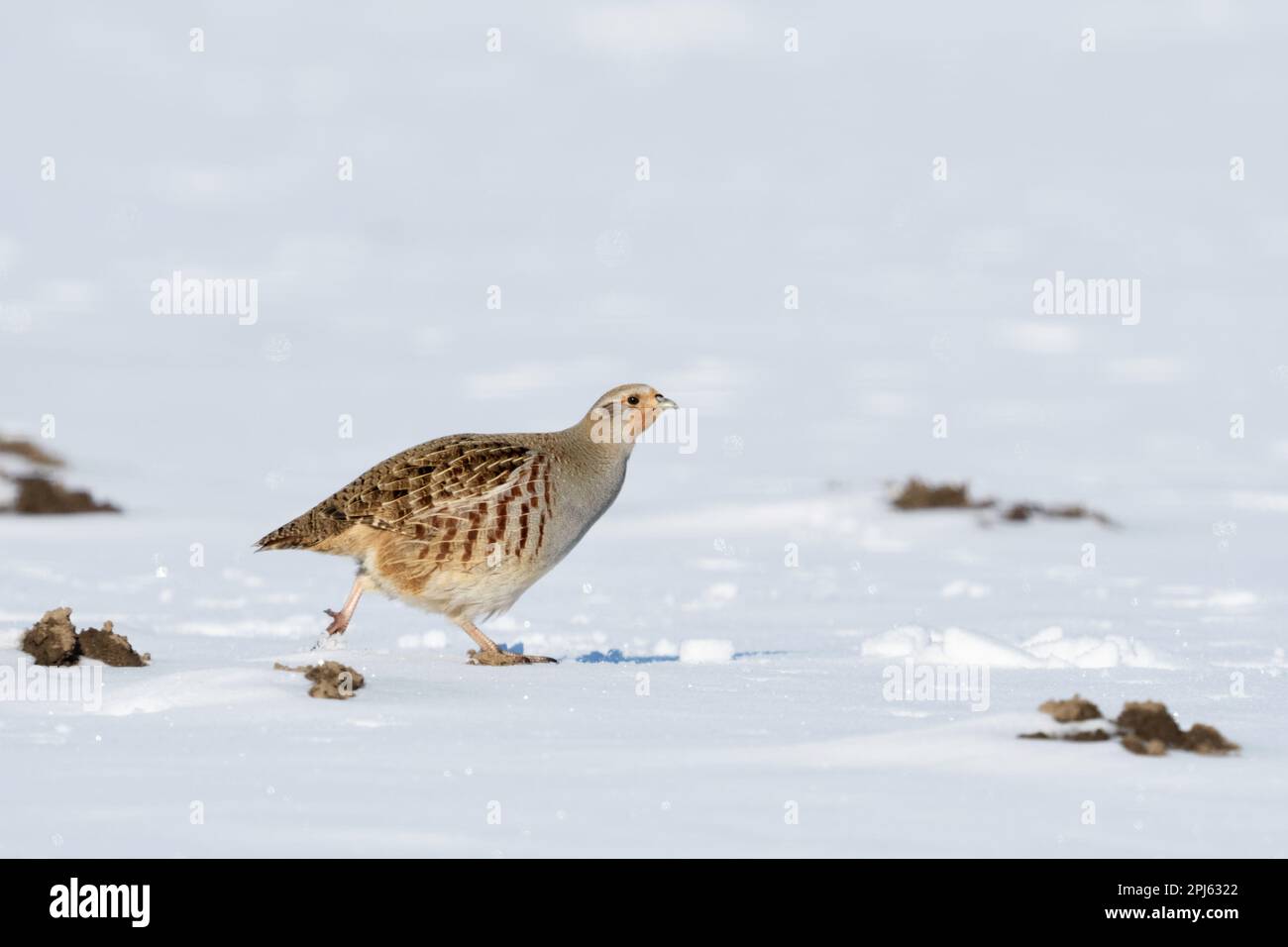 course, enregistre, fuit... Perdrix gris ( Perdix perdix ) en course rapide sur un champ couvert de neige Banque D'Images course, enregistre, fuit... Perdrix gris ( Perdix perdix ) en course rapide sur un champ couvert de neige Banque D'Images