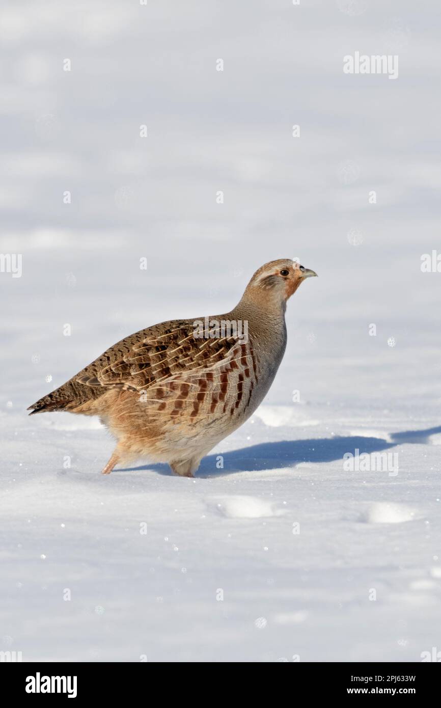 dans la neige profonde... Perdrix gris ( perdix perdix ), la perdrix croise un champ recouvert de neige en hiver Banque D'Images dans la neige profonde... Perdrix gris ( perdix perdix ), la perdrix croise un champ recouvert de neige en hiver Banque D'Images