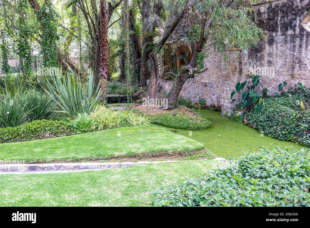 Jardin avec un ruisseau couvert d'algues fleuris, étroit canal d'irrigation pour l'eau de ruissellement entre l'herbe verte, troncs d'arbres avec plantes grimpantes et le ston Banque D'Images