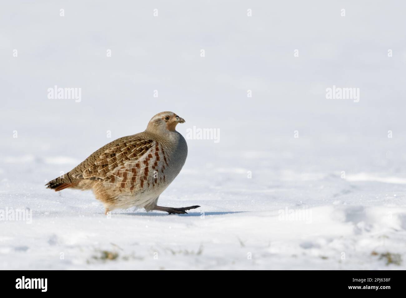 avec des marches serrées dans la neige... Perdrix gris ( Perdix perdix ) en hiver Banque D'Images avec des marches serrées dans la neige... Perdrix gris ( Perdix perdix ) en hiver Banque D'Images