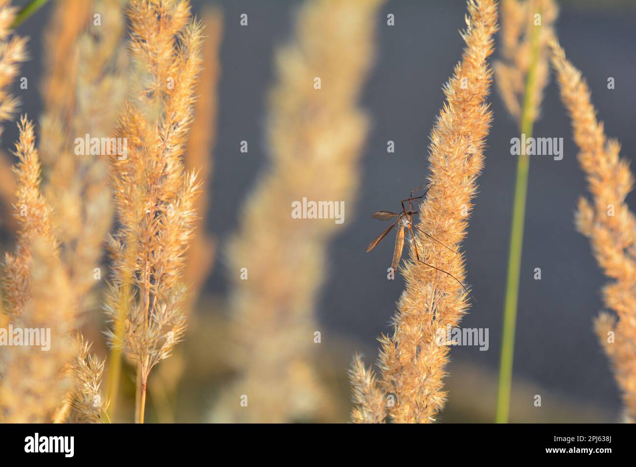 Grand crâne ( Tipulidae ) à la lumière du soleil sur une plante Banque D'Images