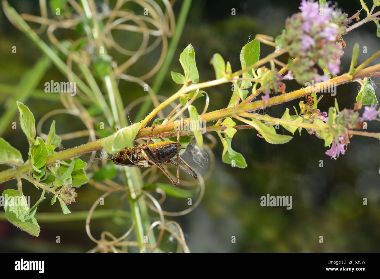 Le cricket commun du Bush ( Pholidoptera griseoaptera ) sur une plante Banque D'Images