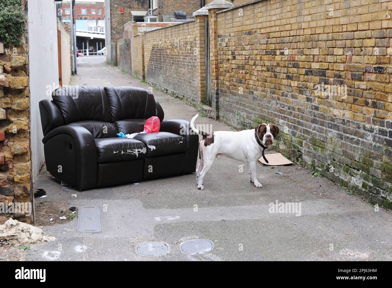 Un grand chien et un canapé Banque D'Images
