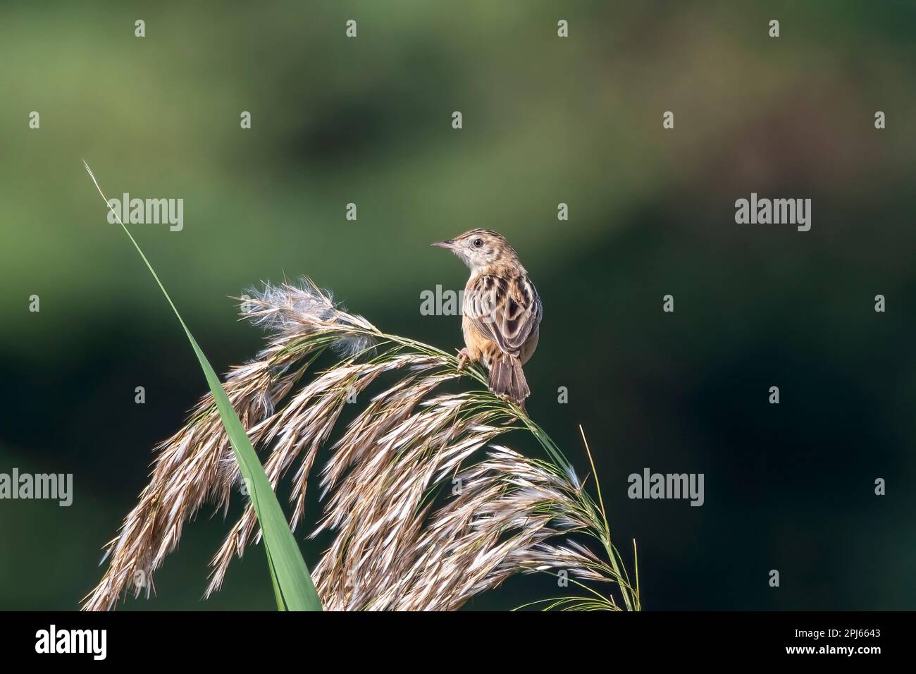 Zitting cisticola ou paruline fantoïde striée (Cisticola joncidis) observé dans le Grand Rann de Kutch dans le Gujarat, Inde Banque D'Images