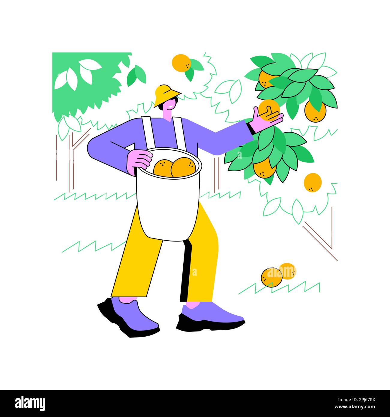 Illustrations vectorielles isolées de dessins animés de culture de fruits d'agrumes. L'agriculteur prélève des agrumes dans l'arbre, l'idée d'agriculture, l'ouvrier agroalimentaire, le dessin animé vectoriel du secteur de la transformation et de la fabrication. Illustration de Vecteur