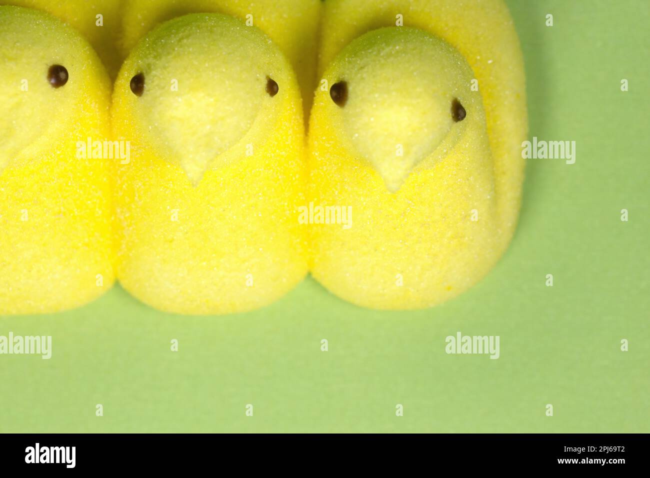 Bonbon de Pâques Peeps jaune dans une rangée. Banque D'Images