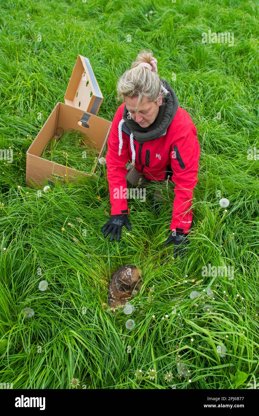 Une équipe de secours a enlevé le fauve caché du cerf roé, retrouvé dans une grande herbe avec un drone équipé d'une caméra thermique, avant de tondre les prairies au printemps Banque D'Images