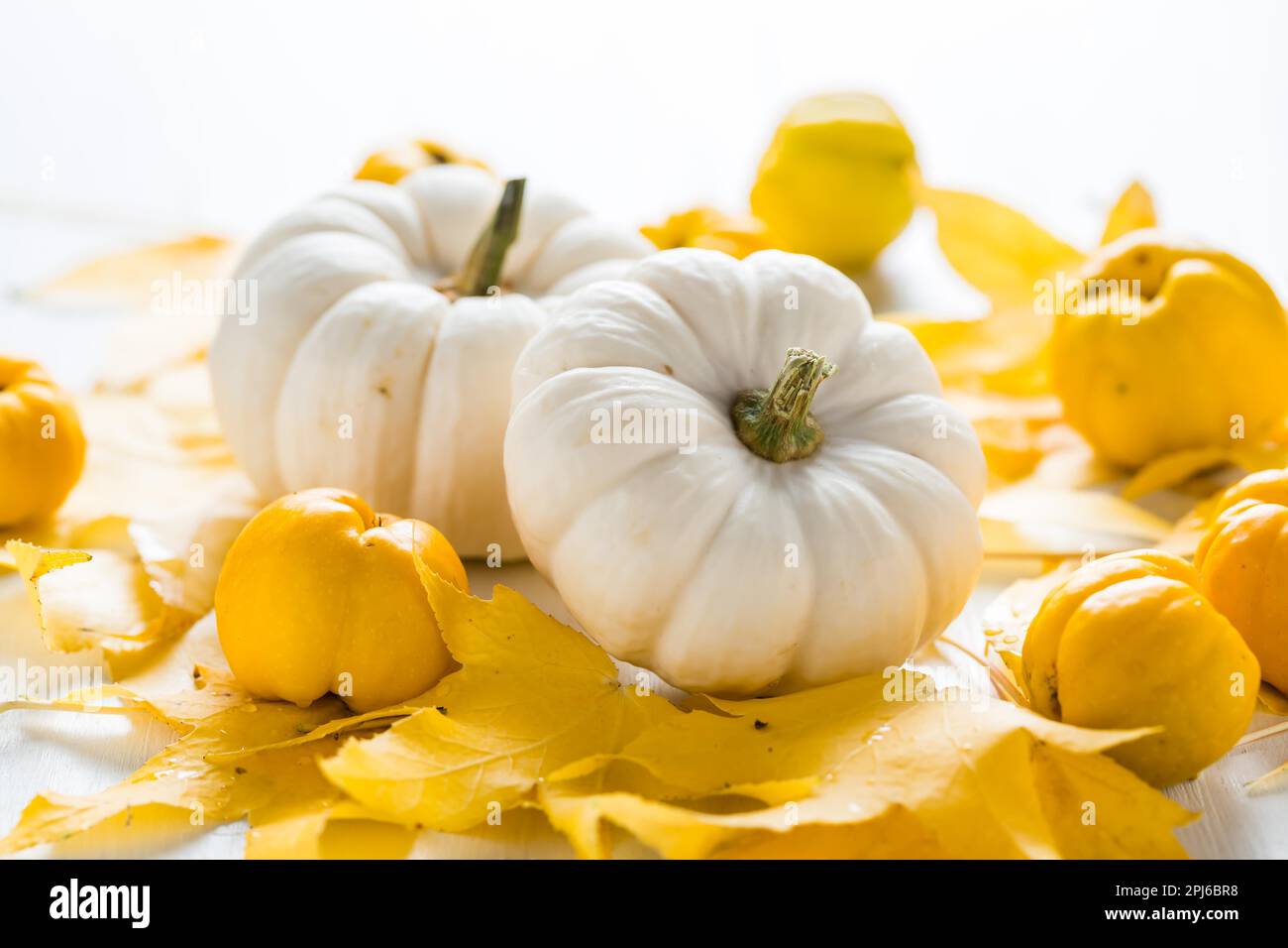 Décoration citrouille blanche et fruits d'automne pour Thanksgiving sur fond blanc Banque D'Images