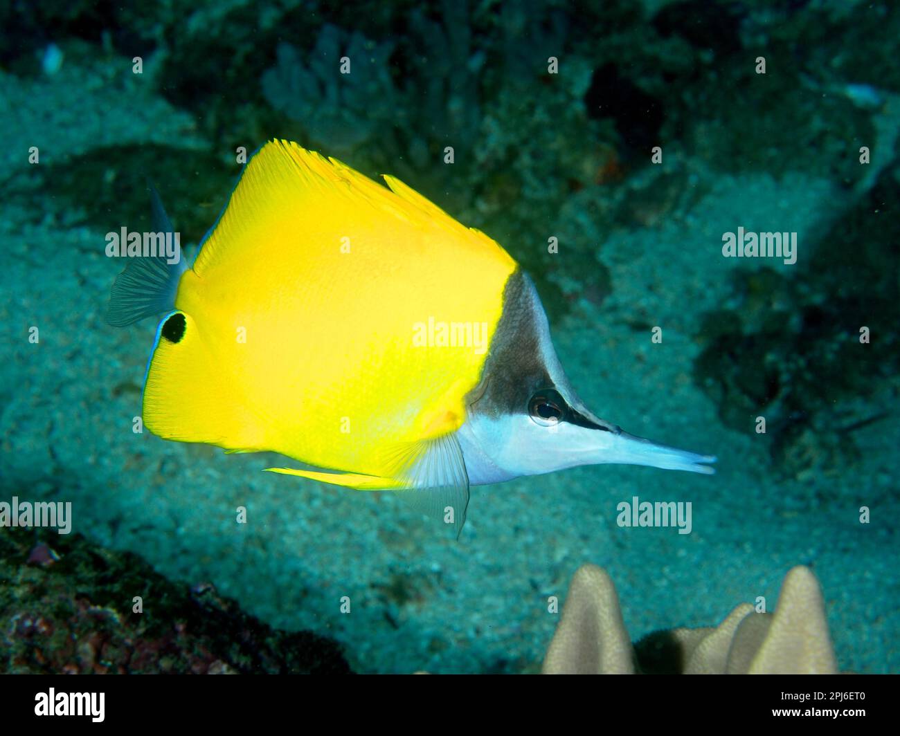 Poisson-mouche jaune (Forcipiger flavissimus), site de plongée du parc national de Sodwana Bay, Réserve marine de Maputaland, KwaZulu Natal, Afrique du Sud Banque D'Images