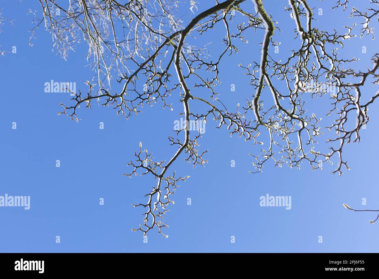 Le magnolia neigeux se bourgeons sur les branches des arbres en hiver, en Allemagne Banque D'Images