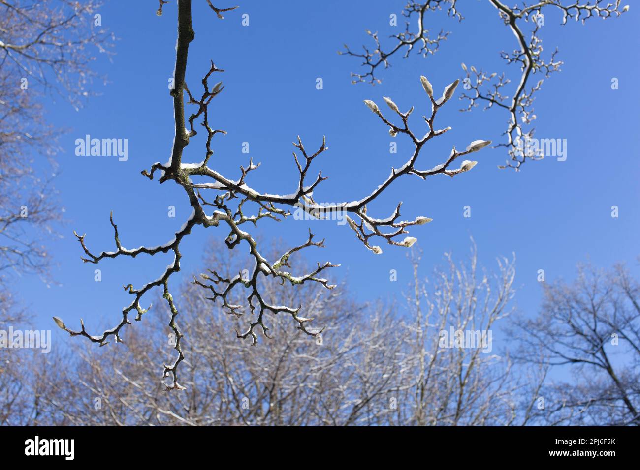 Le magnolia neigeux se bourgeons sur les branches des arbres en hiver, en Allemagne Banque D'Images