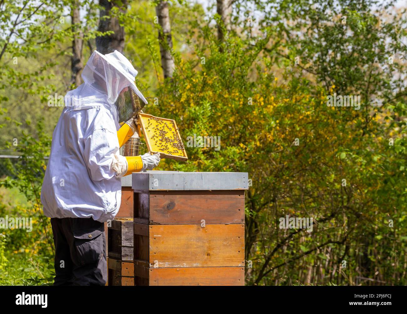 Apiculteur avec fumeur, appareil de fumée, vérifie les nids d'abeilles d'une colonie d'abeilles, Stuttgart, Bade-Wurtemberg, Allemagne Banque D'Images