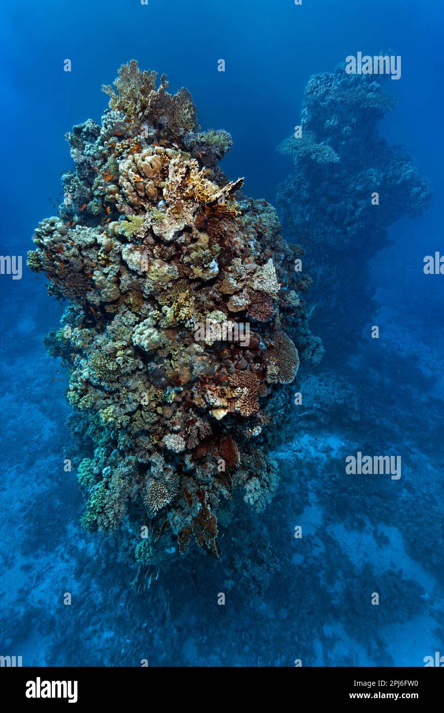 Tours de corail imposantes de quinze mètres de haut, faites de différentes espèces de corail pierreux, Mer Rouge, St. Johns, Égypte Banque D'Images