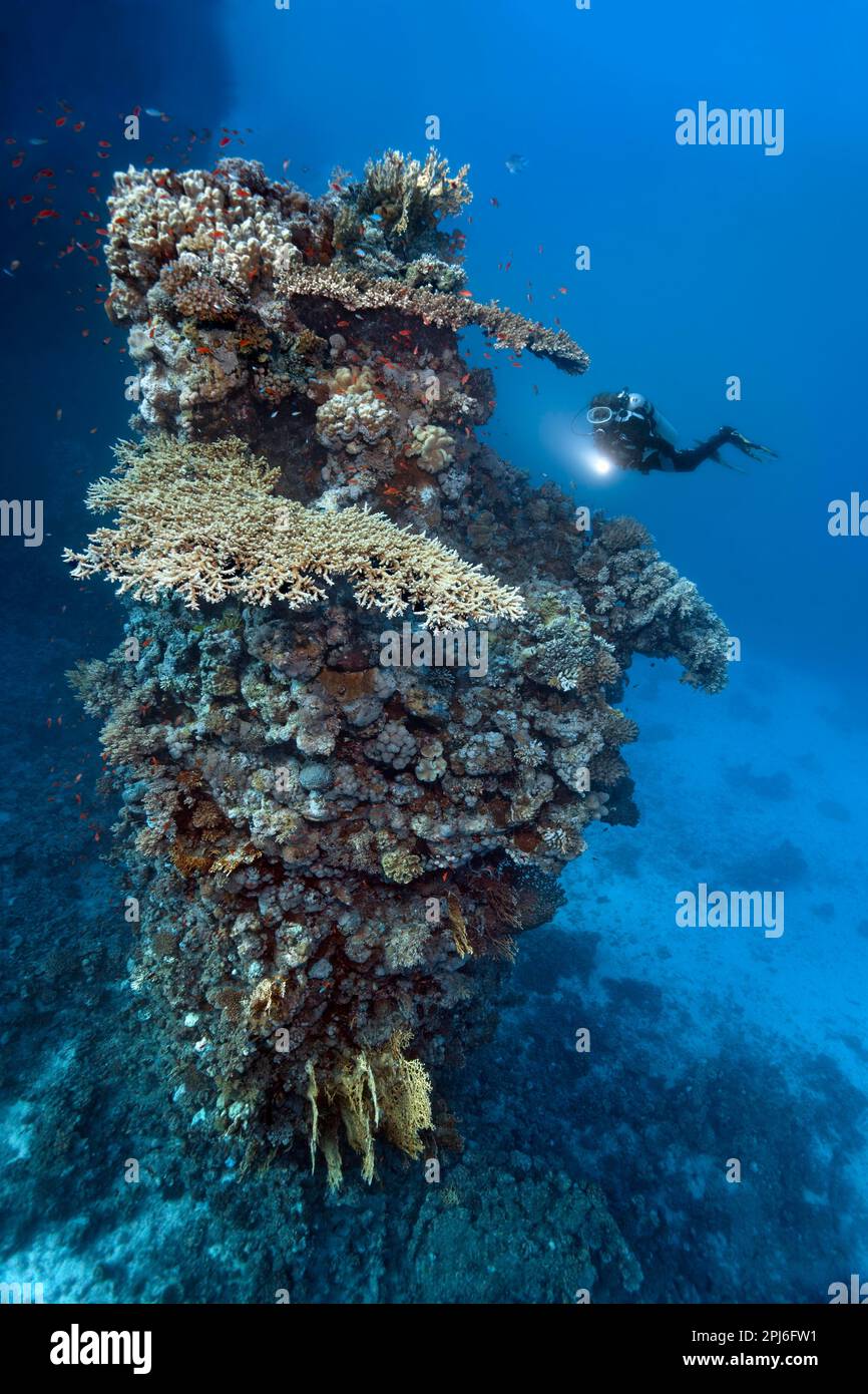 Plongeur regardant la tour de corail de quinze mètres de haut faite de diverses espèces de corail pierreux, Mer Rouge, St. Johns, Égypte Banque D'Images