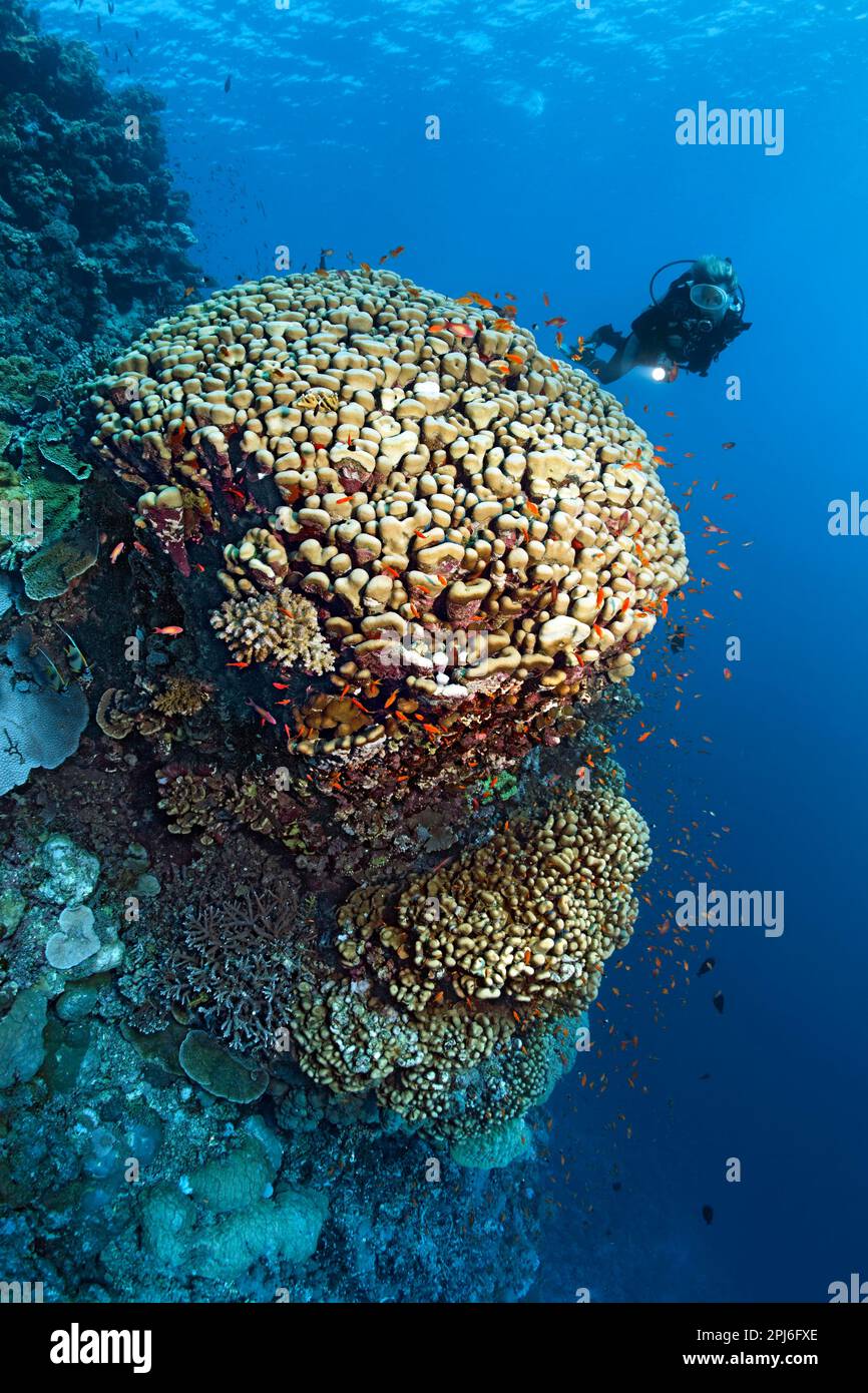 Corail mur de récif avec plongeur, taucherun et grand dôme corail (portes nodifera) avec école d'anthias (Anthhiinae), Mer Rouge, St. Johns, Marsa Alam, Égypte Banque D'Images