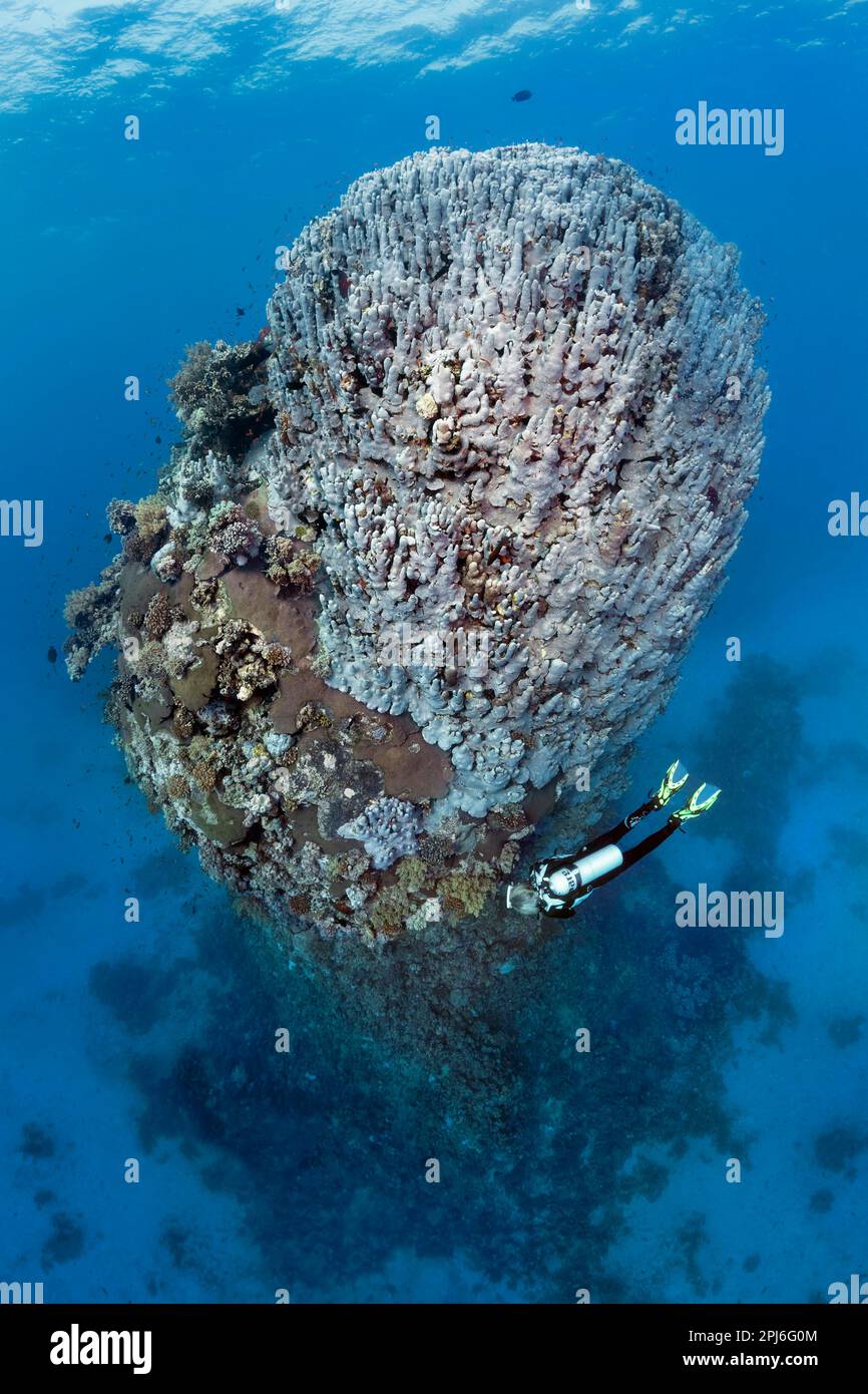 Plongeur regardant la tour de corail de quinze mètres de haut faite de diverses espèces de corail pierreux, Mer Rouge, St. Johns, Égypte Banque D'Images