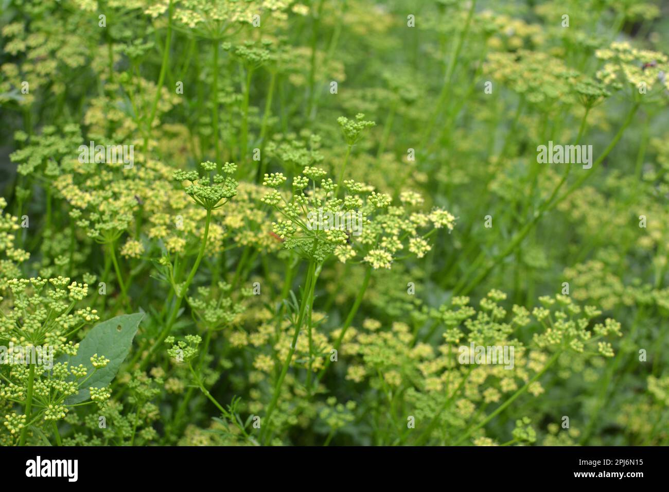 Dans le jardin fleurit le persil, qui est cultivé pour produire des graines Photo Stock Alamy