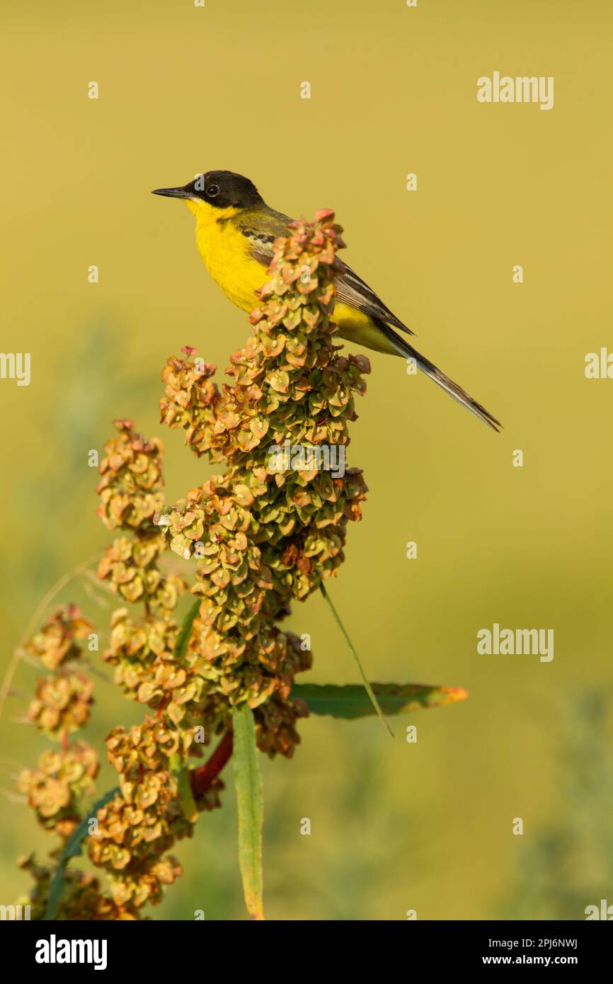 Queue jaune roumaine (Motacilla flava dombrowskii) sur fond jaune pâle Banque D'Images