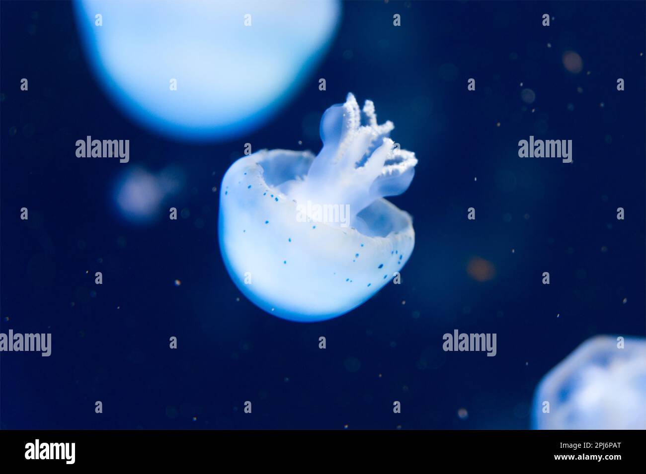 Méduses nageant calmement dans l'eau bleue belle image calme Banque D'Images
