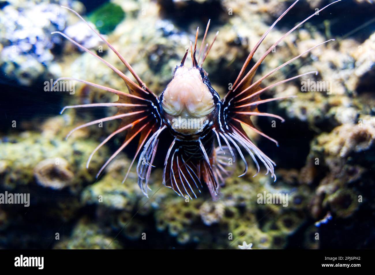 Lionfish rouge (Pterois volitans) poisson le plus dangereux dans la mer danger toxique Banque D'Images