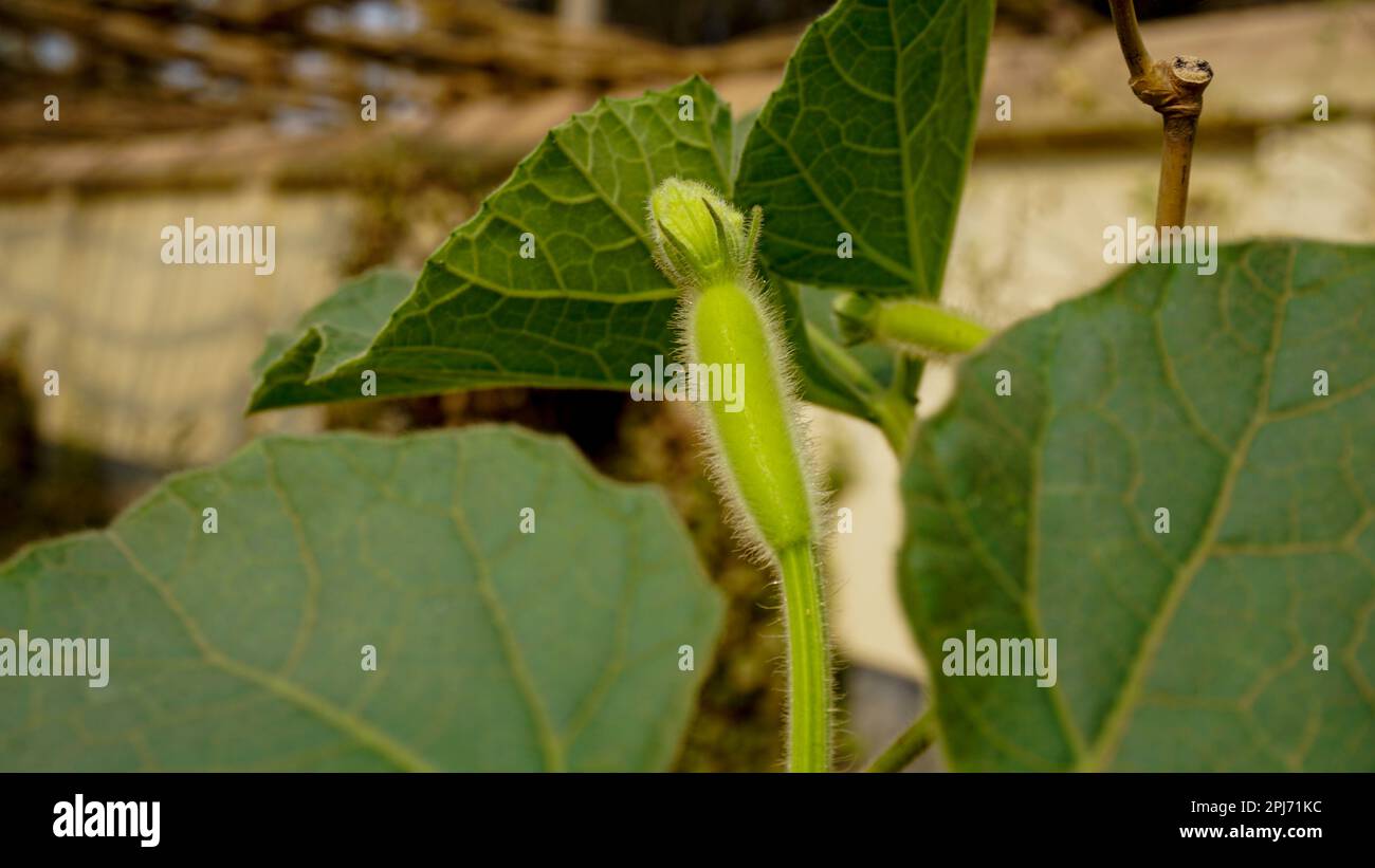 Boutons de fleurs de citrouille verts. Un fond naturel. Banque D'Images