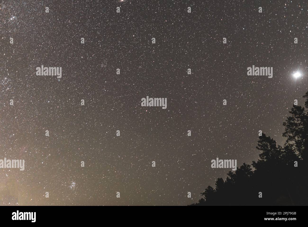 L'étoile lumineuse Sirius dans le ciel nocturne sur les silhouettes d'arbres en Altaï en Sibérie. Banque D'Images